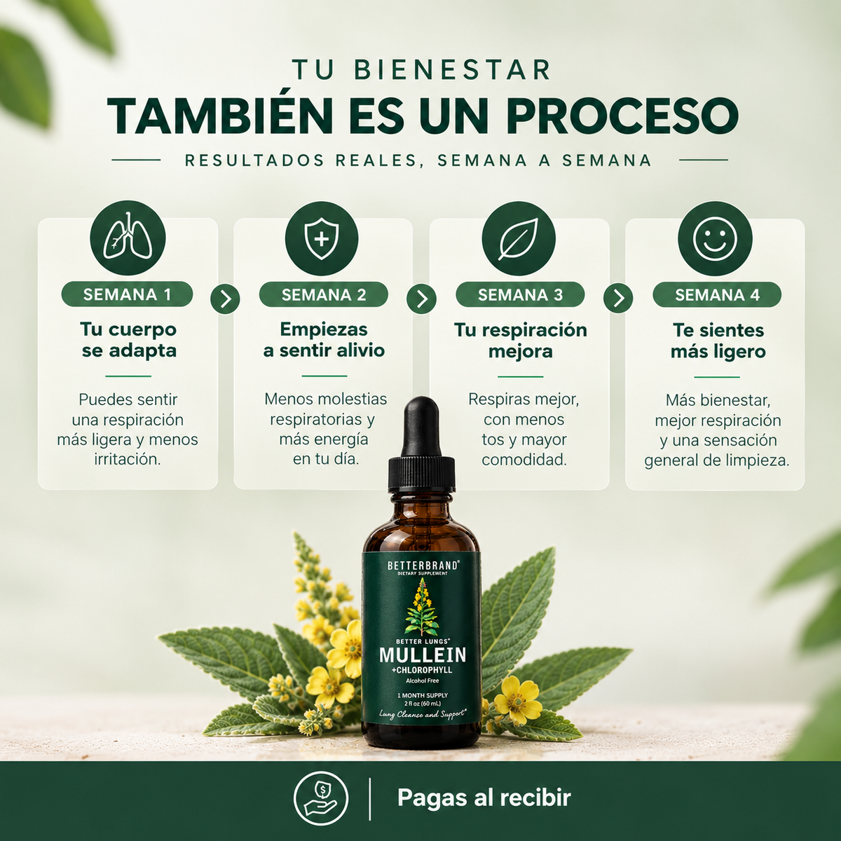 Gordo Lobo + Clorofila 60ml | Rutina natural para aliviar y limpiar tus pulmones
